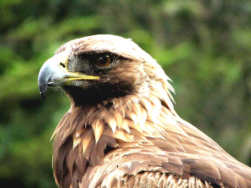 Golden Eagle | Sierra is a one winged Golden Eagle at the Sa… | Flickr