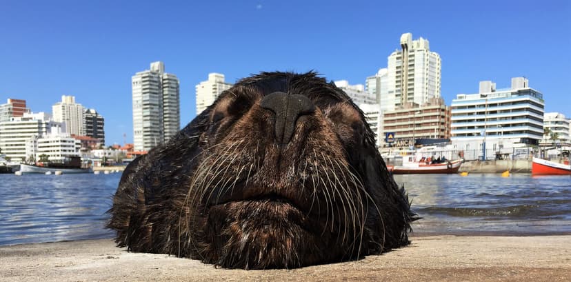 A South American Fur Seal, Yate Club, Punta del Este, Urug… | Flickr