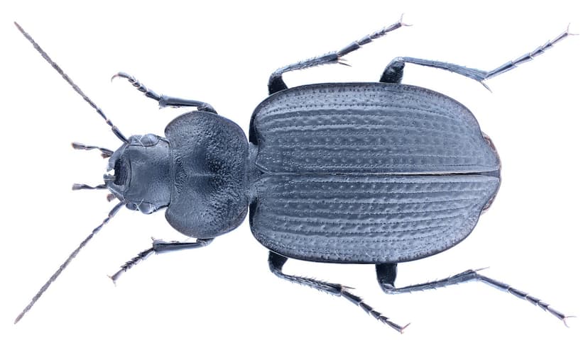 Licinus punctatulus (Fabricius, 1782) | Family: Carabidae Si… | Flickr