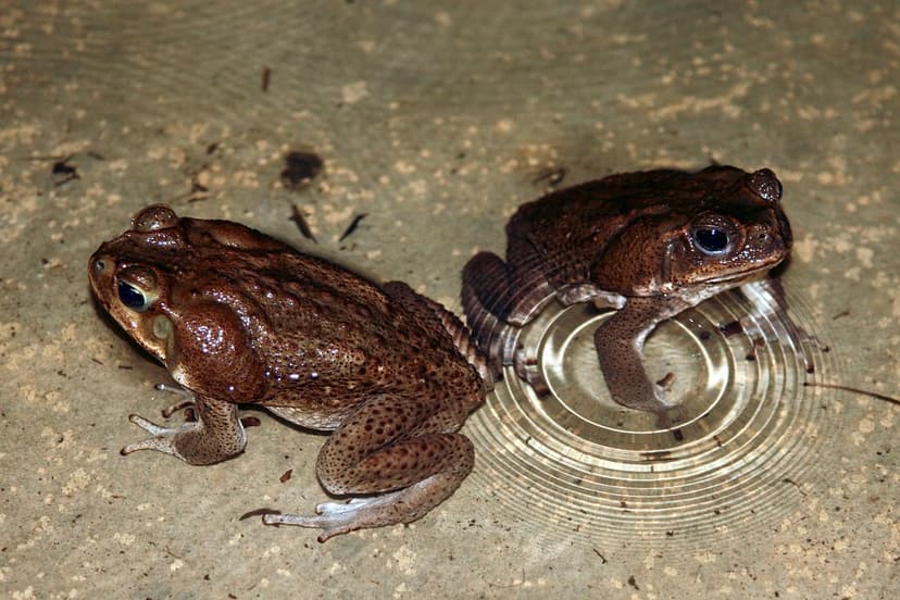 Rhinella horribilis (Bufonidae) | Arenal Paraiso Hotel, Prov… | Flickr
