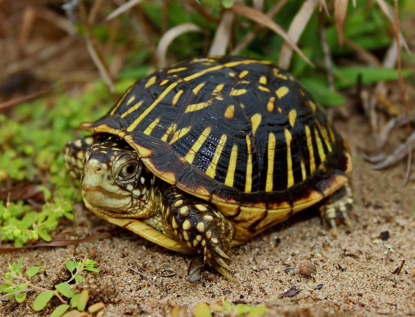 Ornate Box Turtle (Terrapene ornata) | September 24th, 2016 … | Flickr