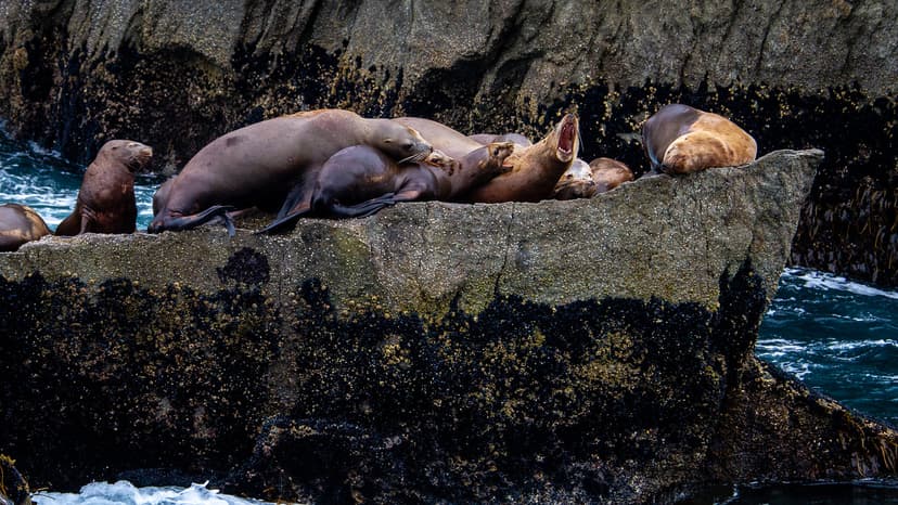 Steller Sea Lion Rookery | These sea lion pups and adults we… | Flickr