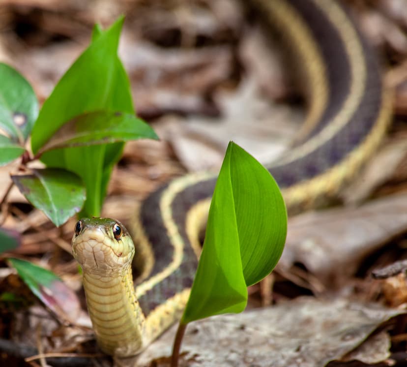 Eastern Garter Snake | I was in our back yard this morning w… | Flickr