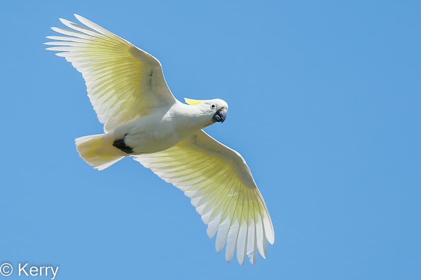 Cockatoo Sulphur-crested | Cockatoo Sulphur-crested Flying | Flickr
