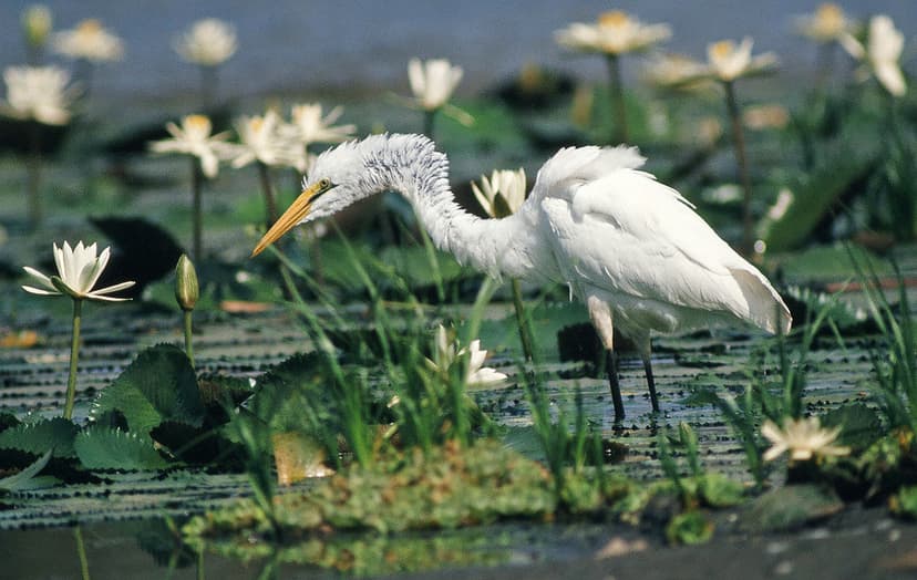 Great White Egret, Ardea alba | Ardea alba, Great White Egre… | Flickr