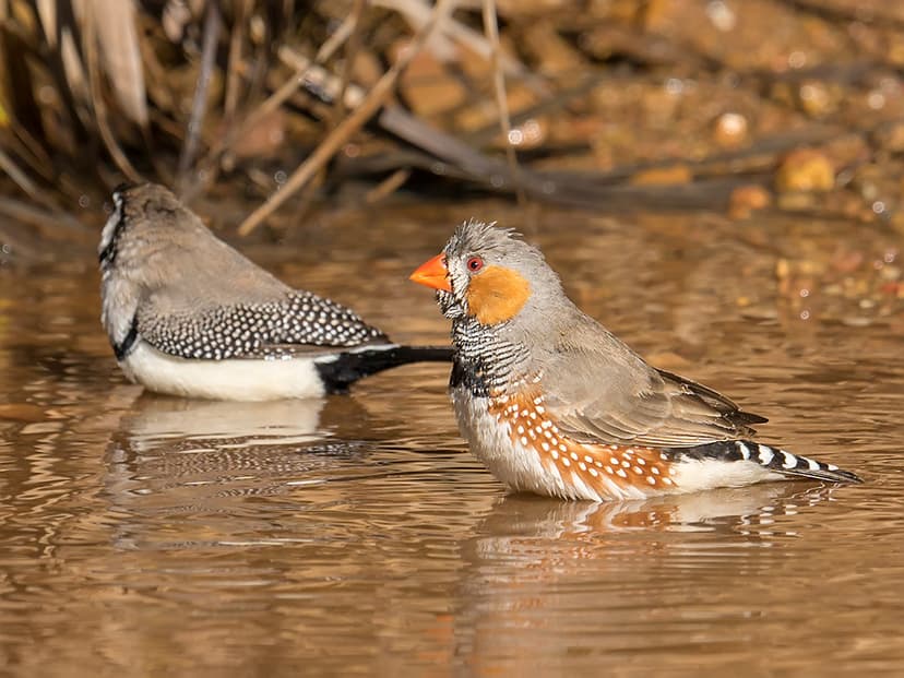 Australian Zebra Finch (Taeniopygia castanotis) | Boodjamull… | Flickr