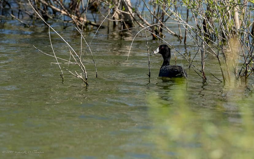 American Coot | Stephen R. D. Thompson | Flickr