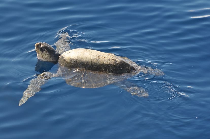 Green turtle (Chelonia mydas) Golfo de California, BCS, Me… | Flickr