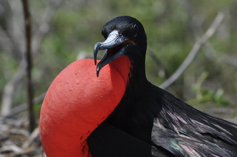 Magnificent frigatebird (Fregata magnificens) | Able to soar… | Flickr