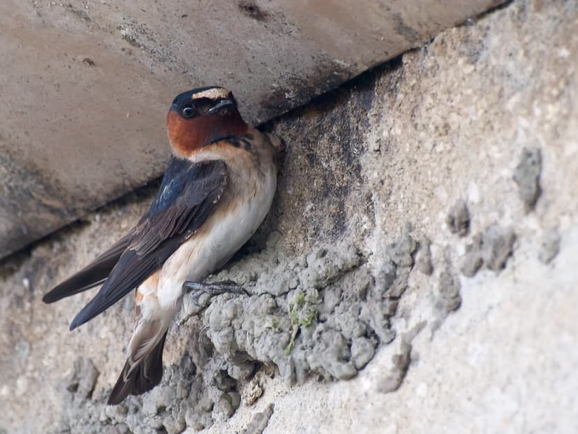 Cliff Swallow Builder | Cliff Swallow ( petrochelidon pyrrho… | Flickr