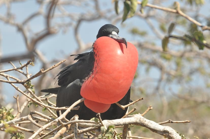 Magnificent frigatebird | The magnificent frigatebird (Frega… | Flickr
