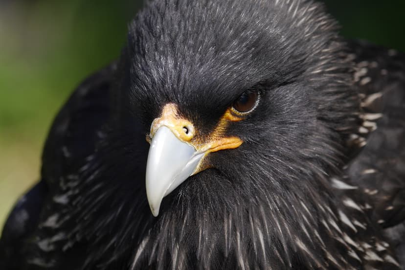 Striated caracara. | Venfest 2019 @ Lytchett Minster, Dorset ...