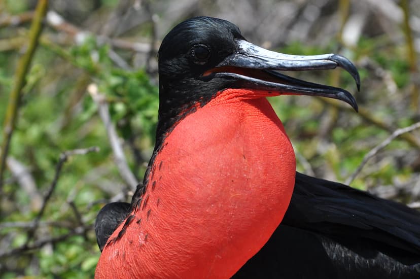Magnificent frigatebird (Fregata magnificens) | Frigatebirds… | Flickr