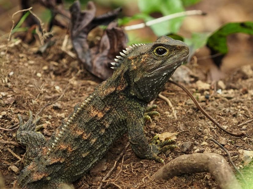 Tuatara in camo colours | Normally these fellows are just pl… | Flickr