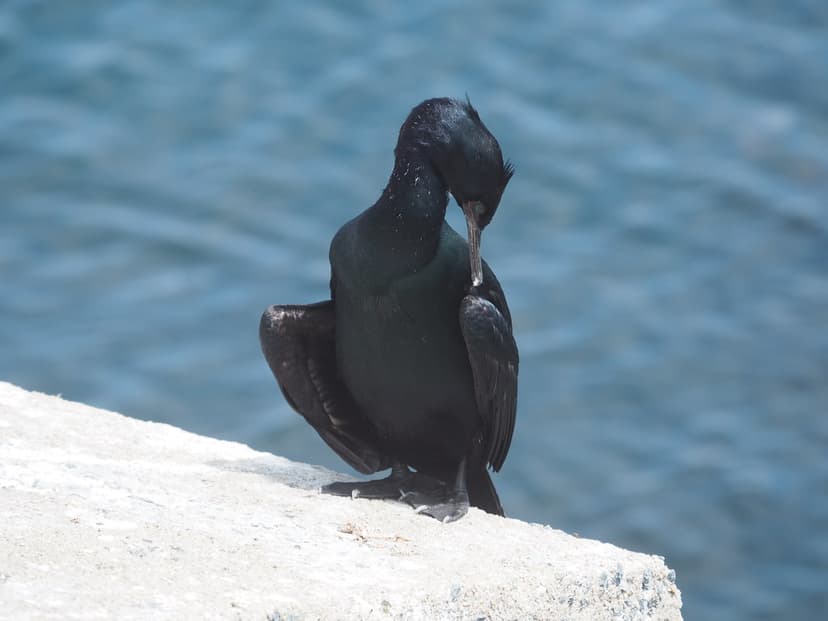 Pelagic Cormorant, Phalacrocorax pelagicus | Monterey Bay, C… | Flickr