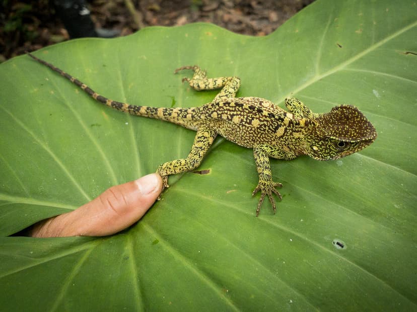 Rainforest Lizard | Tropical rainforests are home to a huge … | Flickr