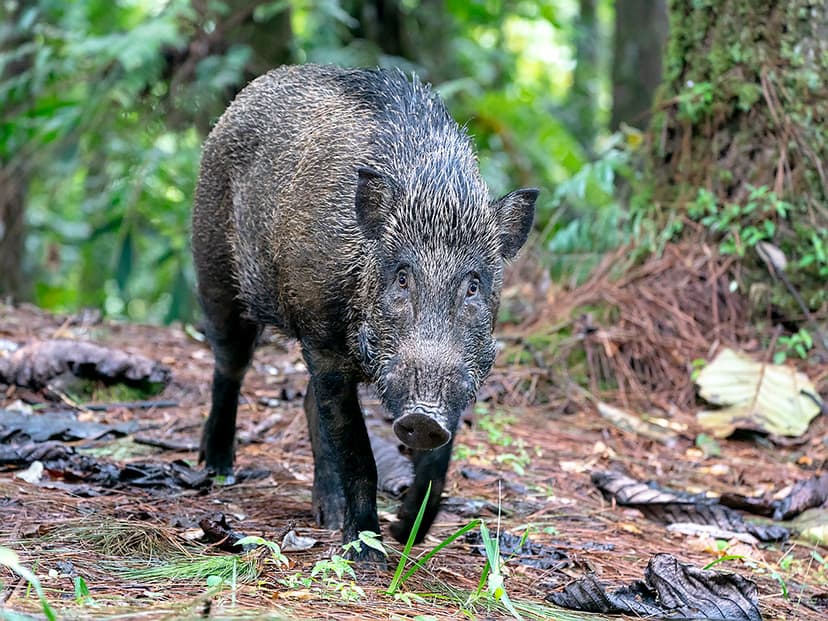 Wild Boar (Sus scrofa) | Fraser's Hill, Pahang, Peninsula Ma… | Flickr