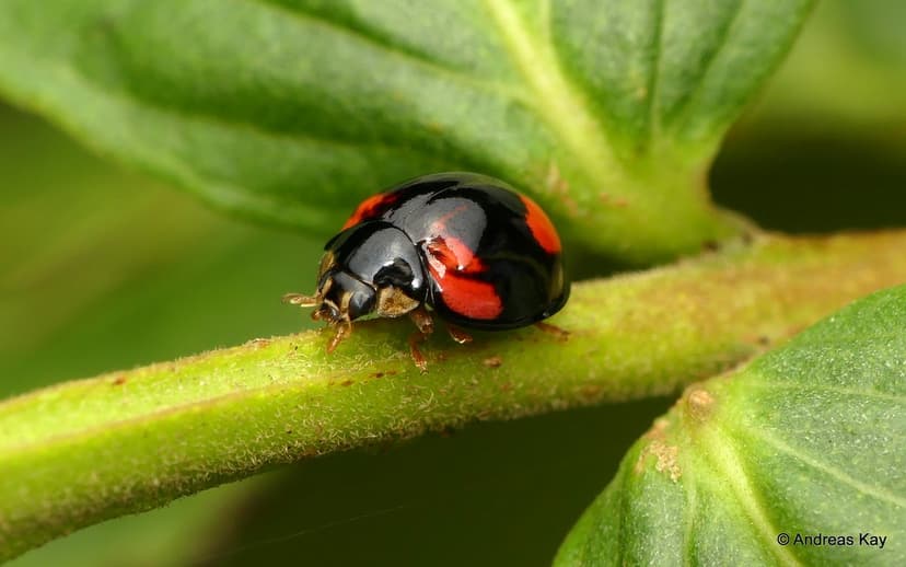 Lady Beetle, Cheilomenes sexmaculata, Coccinellidae | Flickr