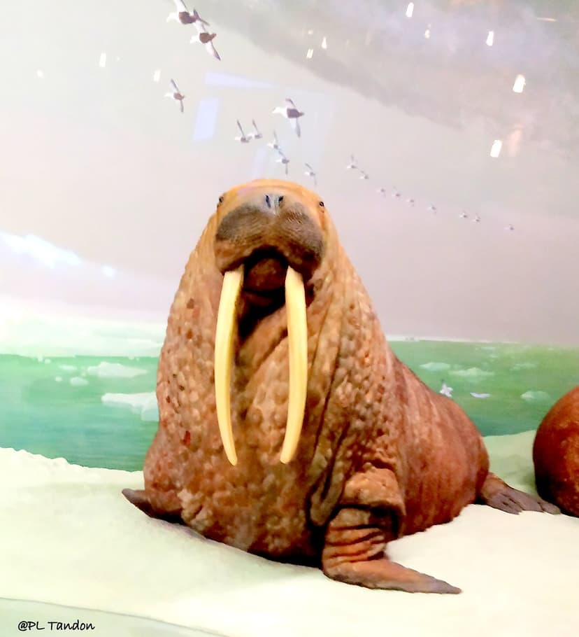 Walrus | The walrus (Odobenus rosmarus) is a large flippered… | Flickr