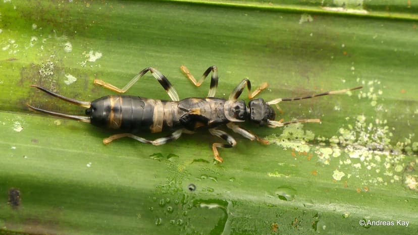 Earwig, Dermaptera | from Ecuador: www.youtube.com/AndreasKa ...
