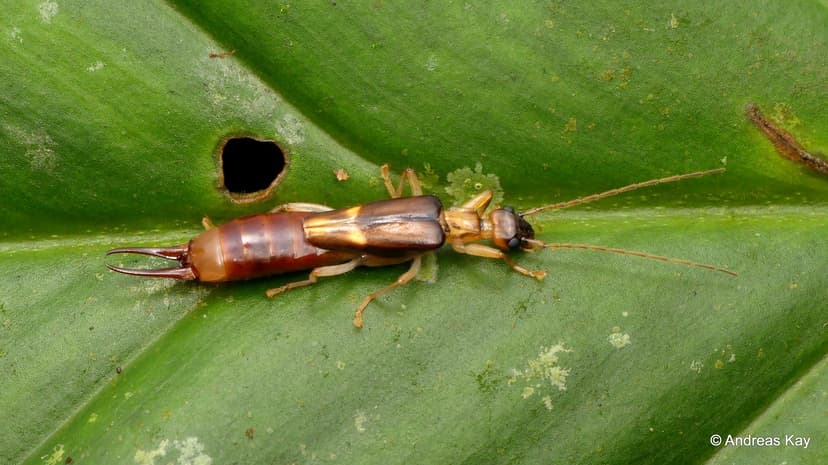 Earwig, Dermaptera | from Ecuador: www.youtube.com/AndreasKa ...