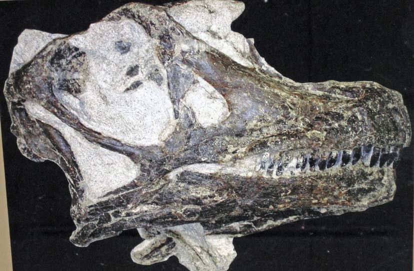 Abydosaurus mcintoshi (sauropod dinosaur) (Cedar Mountain … | Flickr