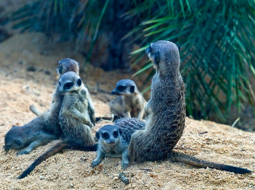 Captive Meercat [Suricata suricatta] | Lisbon Zoological gar… | Flickr
