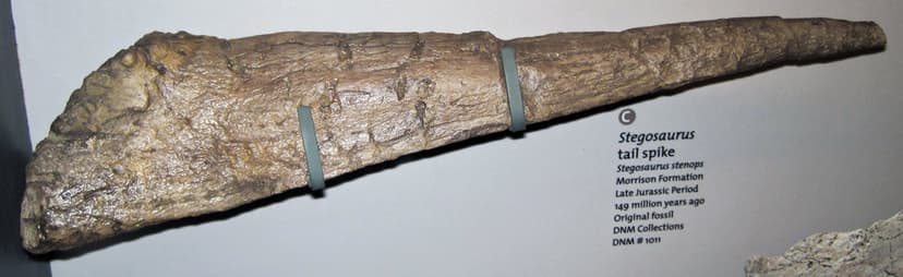 Stegosaurus stenops (stegosaur dinosaur tail spike) (Morri… | Flickr