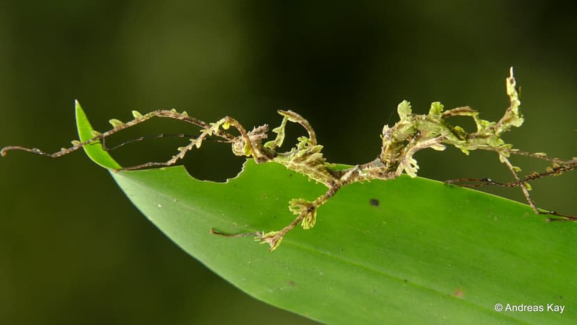 Moss Mimic Stick Insect, Trychopeplus thaumasius? | from Fin… | Flickr