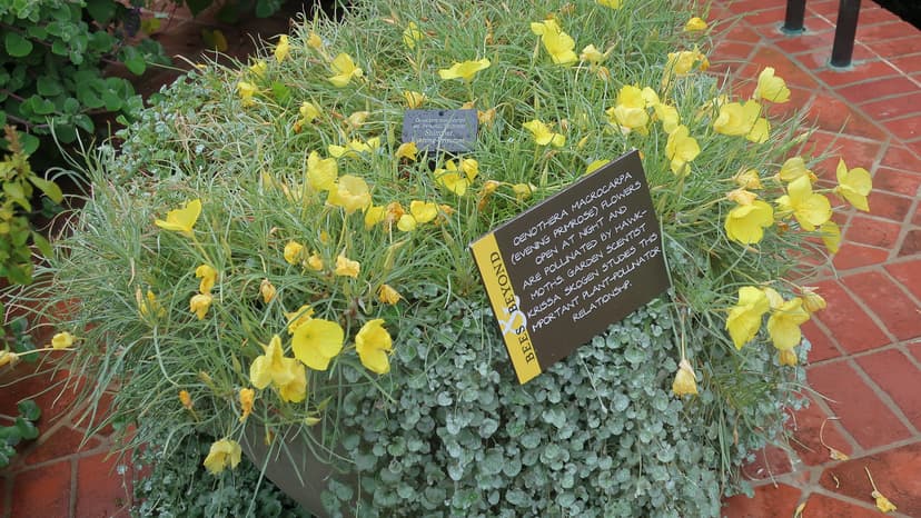 190908 067 Chicago Botanic Gdn - Heritage Garden, Oenother… | Flickr