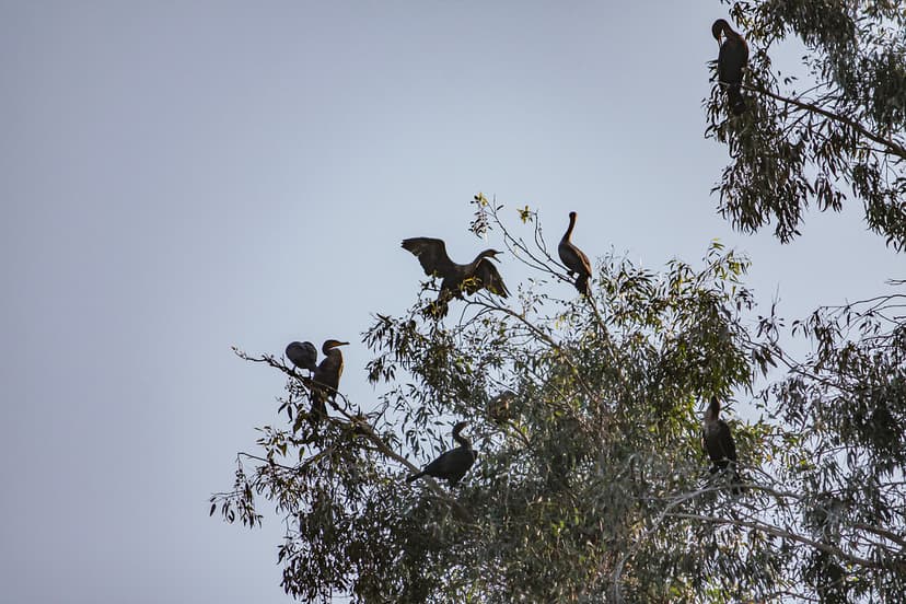 Complaint | Cormorant: "You've got to be kidding! I can't ev… | Flickr