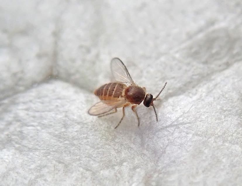Diptera ( 1.2 mm) Ceratopogonidae: Atrichopogon sp. (?) | Flickr
