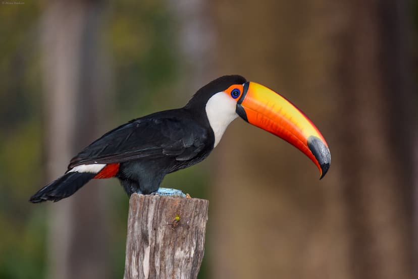 Toco Toucan (Ramphastos toco albogularis) | Aka common touca… | Flickr