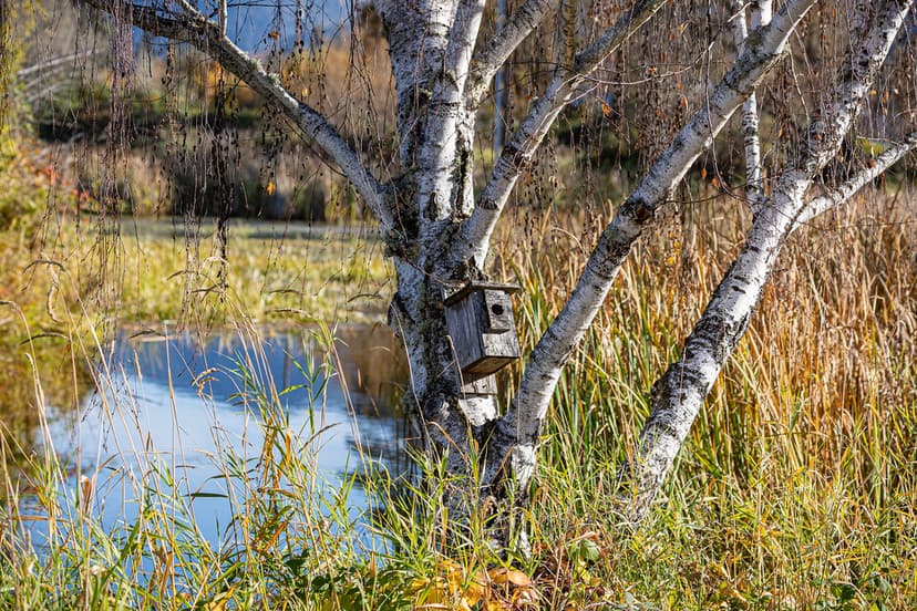 Provolt Recreation Site | Pond-side bird house the pond at t… | Flickr