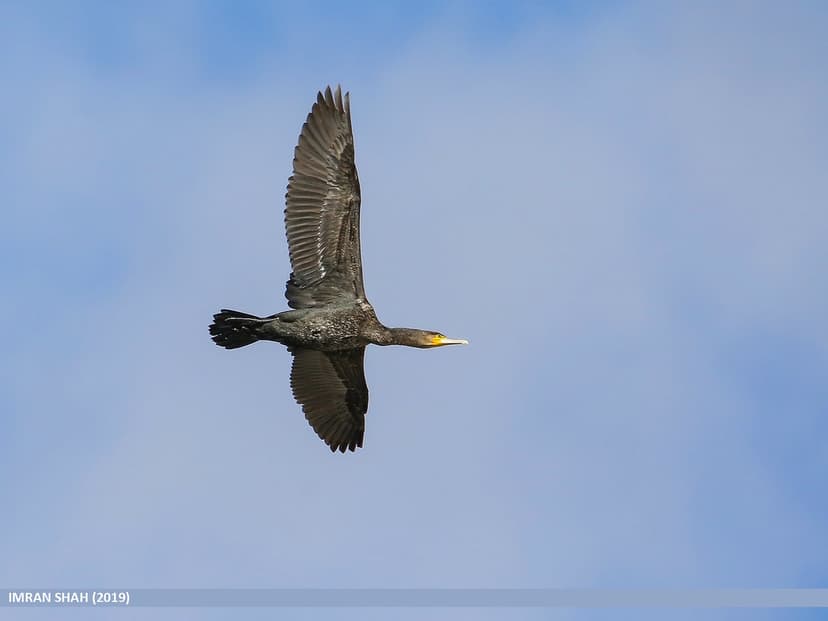 Great Cormorant (Phalacrocorax carbo) | Great Cormorant (Pha… | Flickr