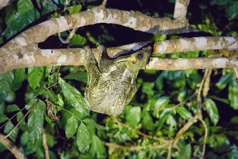 Cynocephalidae (Family) - Colugos, Dermoptera (Order) - Co… | Flickr