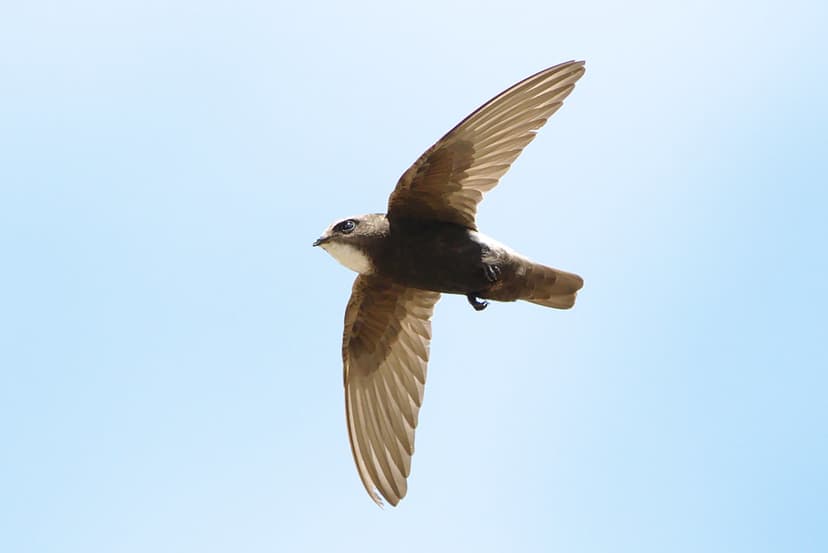 Little swift, Apus affinis, at Kruger National Park, South… | Flickr