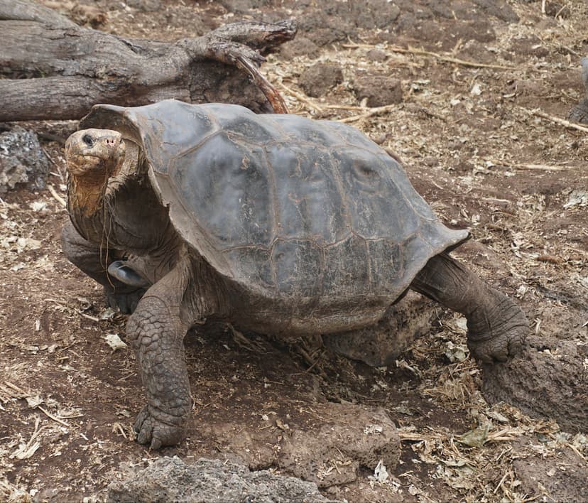 The Galápagos Giant Tortoises (Chelonoidis sp), the Charle… | Flickr