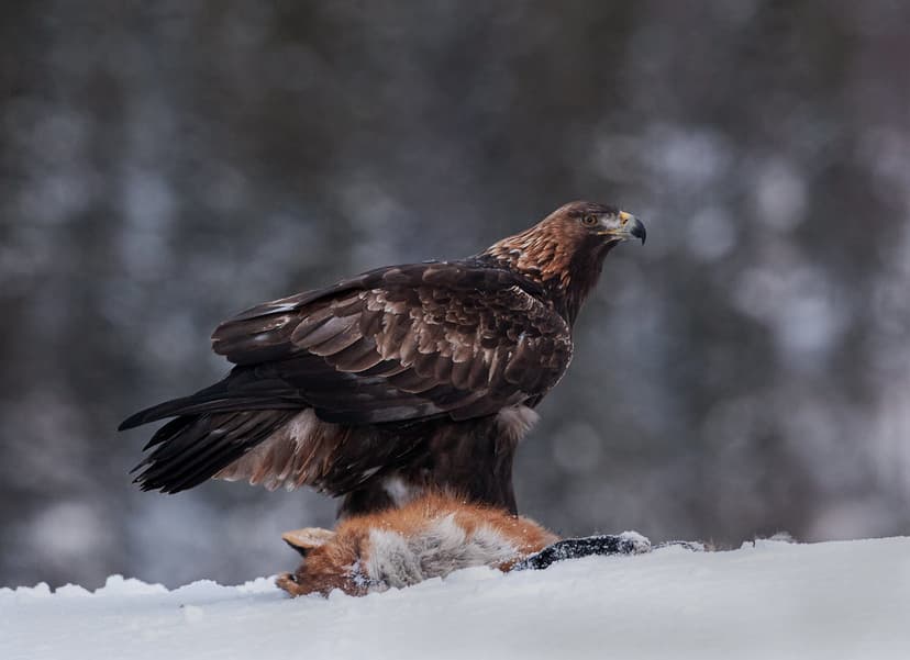 Kongeørn. Golden eagle (Aquila chrysaetos)_pho-9174 | Flickr