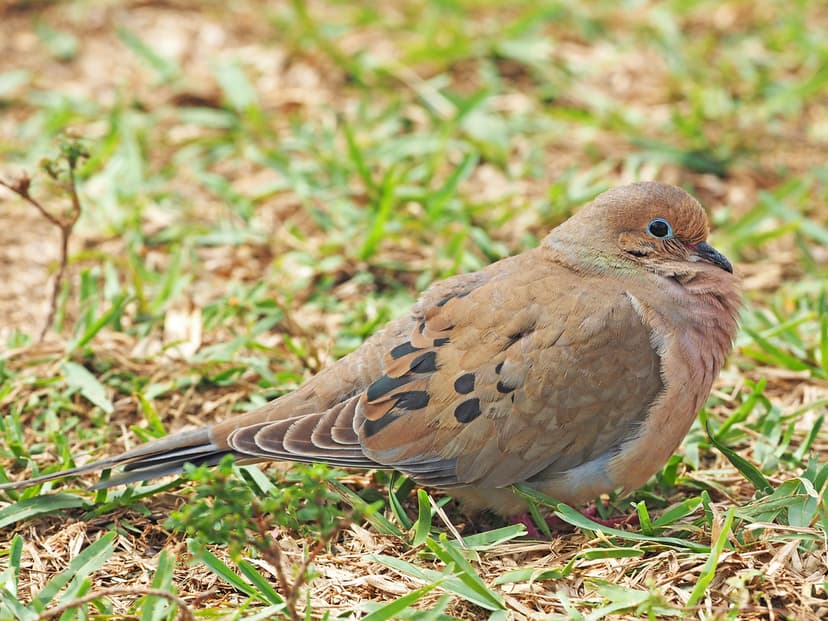 Mourning Dove - Zenaida macroura, Biscayne National Park, … | Flickr
