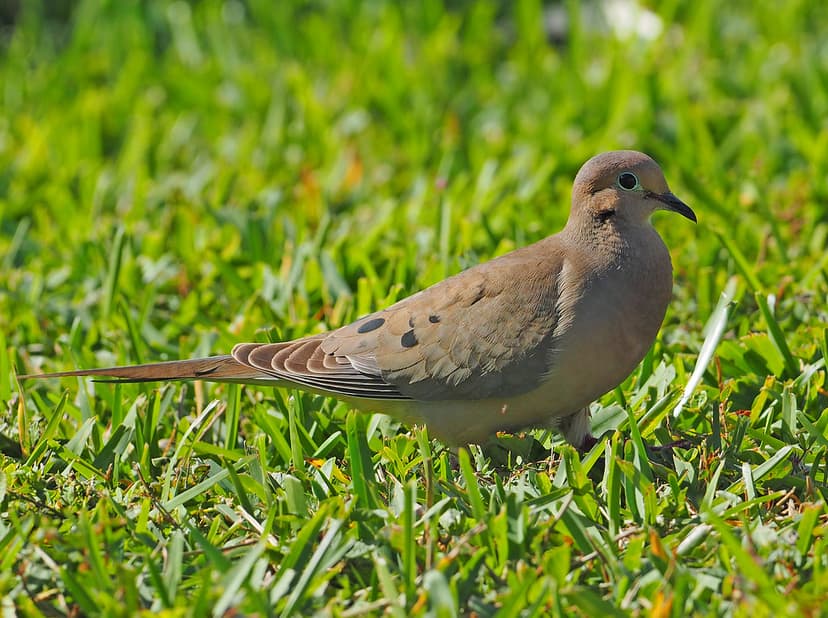 Mourning Dove - Zenaida macroura, Biscayne National Park, … | Flickr