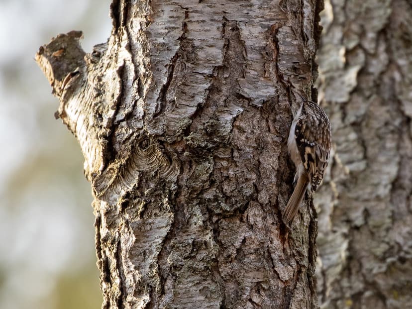 Brown Creeper 1 | I particularly like the cryptic coloration… | Flickr