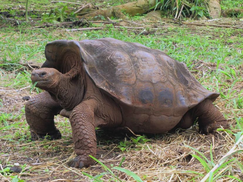 Giant Tortoise | This giant tortoise was seen in the garden … | Flickr