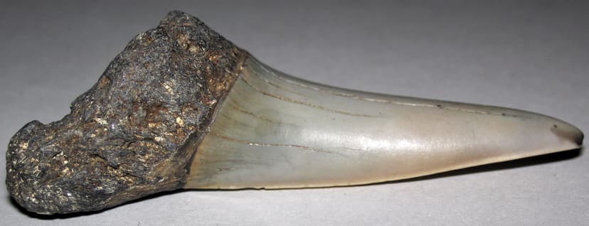 Cosmopolitodus hastalis (fossil shark tooth) (Tertiary; pr… | Flickr