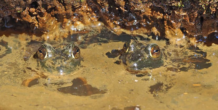 American Bullfrog - Lithobates catesbeianus, Huntley Meado… | Flickr