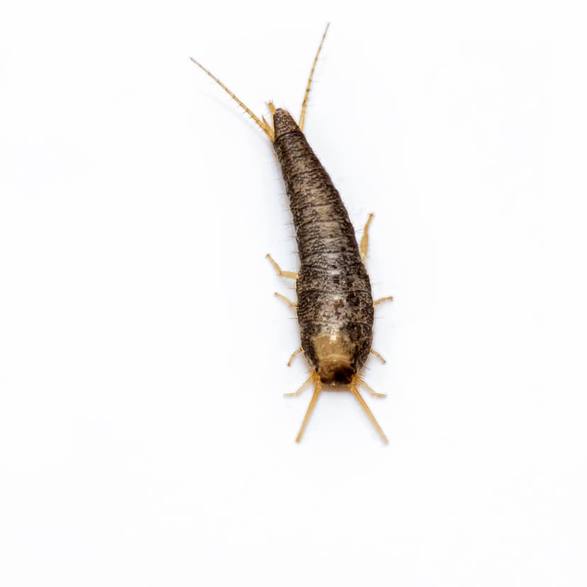 File:Silverfish (49727286462).jpg - Wikimedia Commons