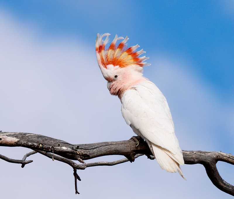 Major Mitchell's Cockatoo (Lophochroa leadbeateri leadbeat… | Flickr