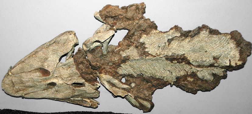 Tiktaalik roseae (fish to amphibian transitional fossil) (… | Flickr