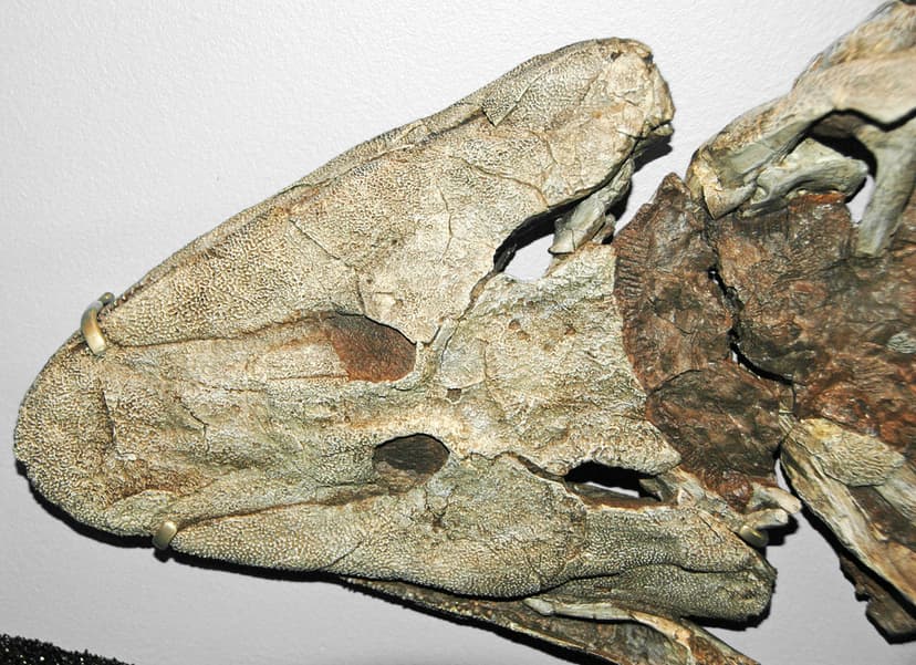 Tiktaalik roseae (fish to amphibian transitional fossil) (… | Flickr