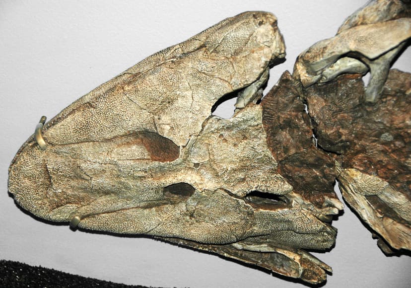Tiktaalik roseae (fish to amphibian transitional fossil) (… | Flickr
